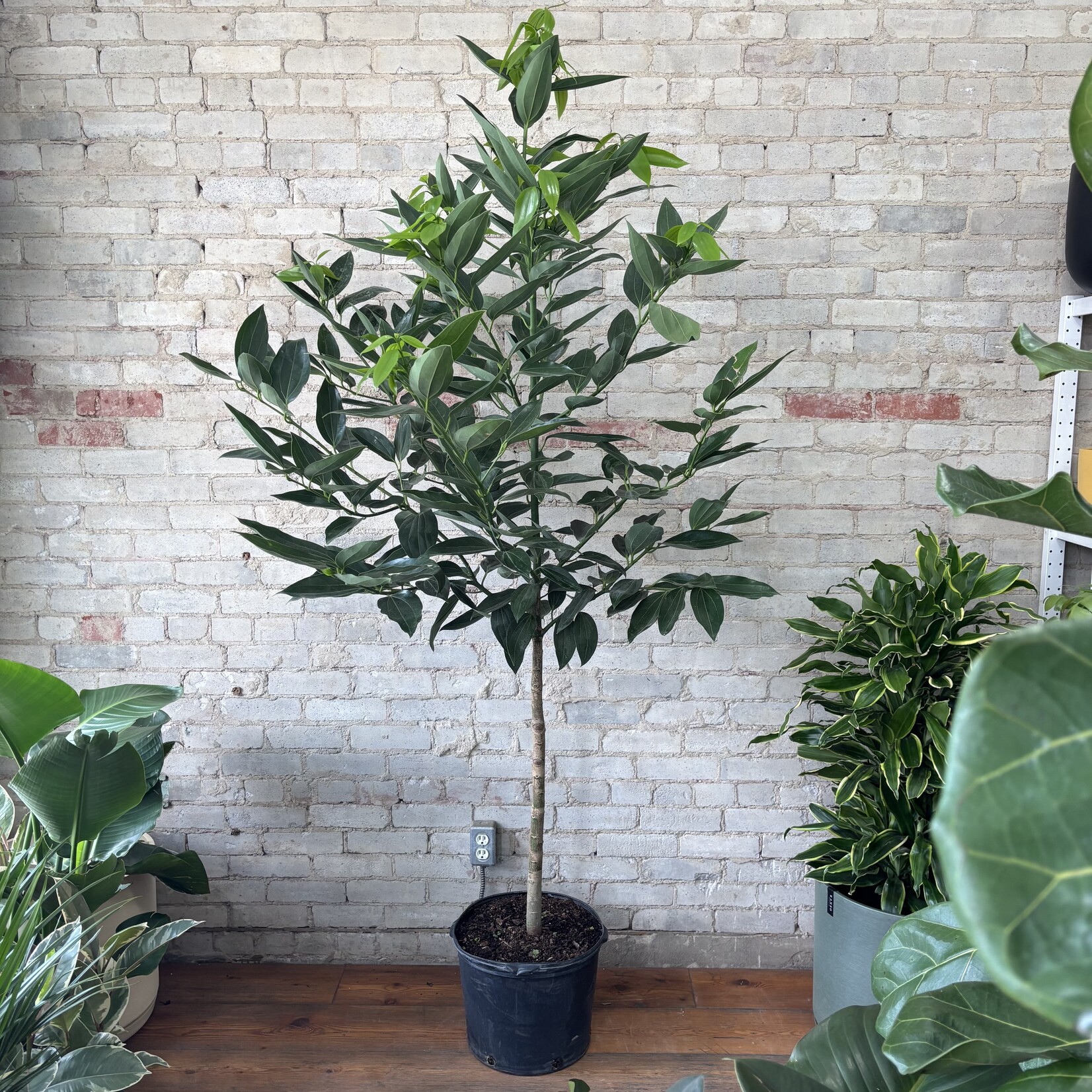 Cinnamon Tree 14"