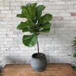 Ficus Lyrata Standard 10"
