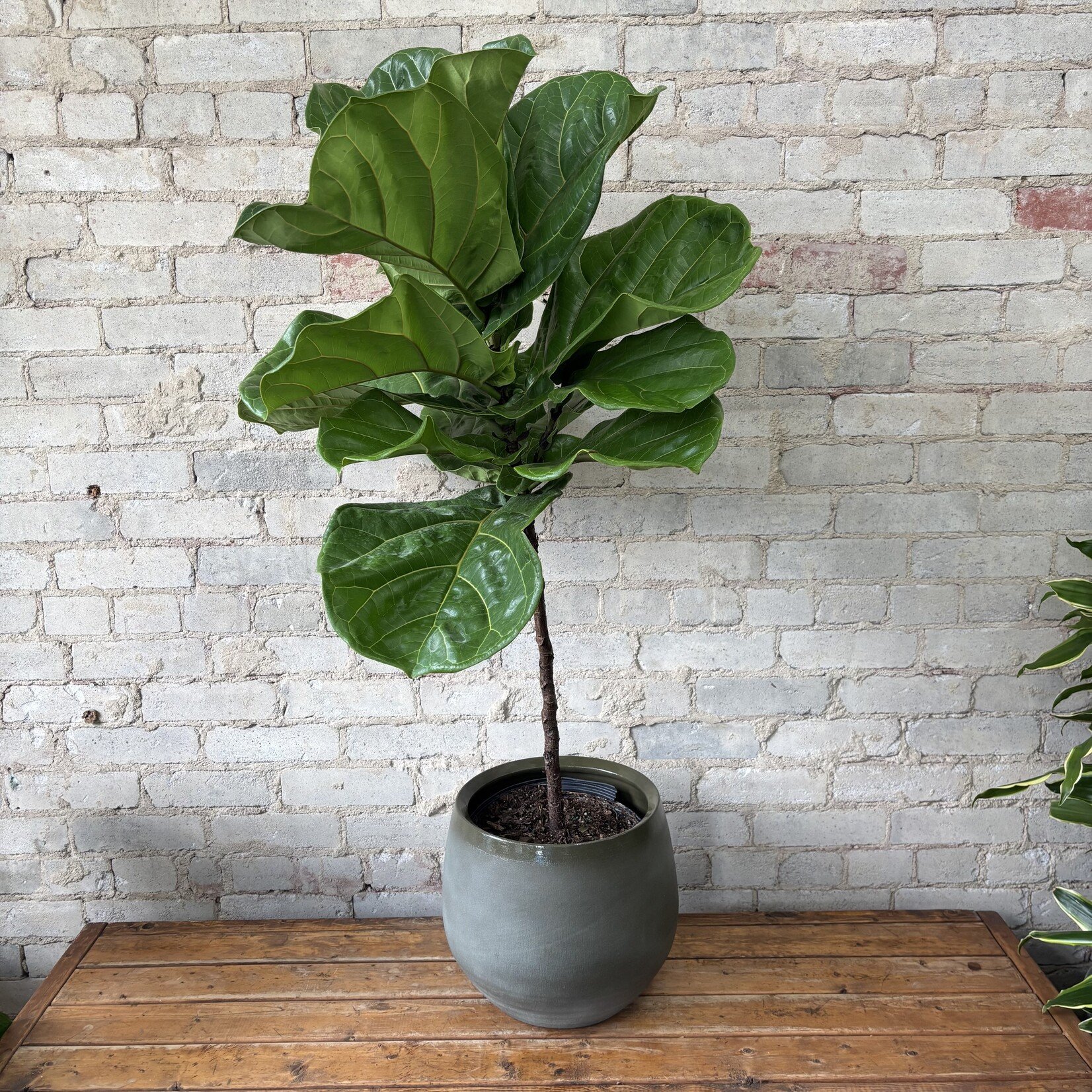 Ficus Lyrata Standard 10"