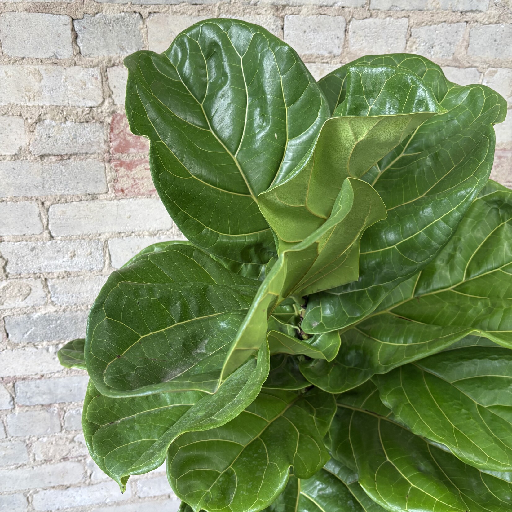 Ficus Lyrata Standard 10"