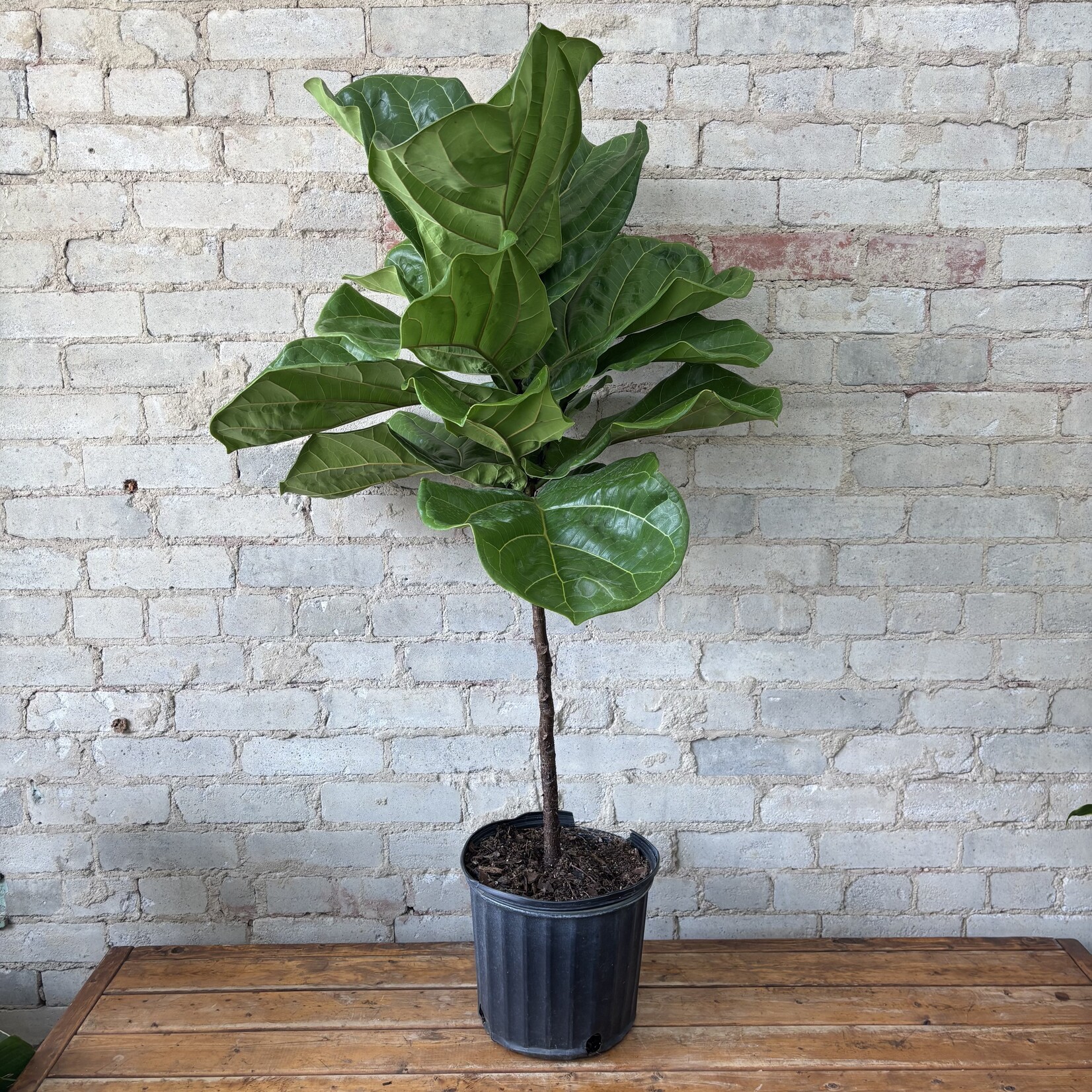Ficus Lyrata Standard 10"