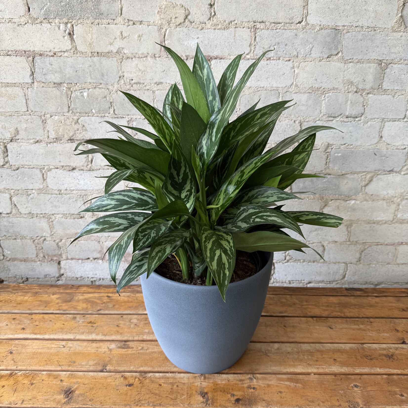 Assorted Pots Dark Stone Pot (fits 10")