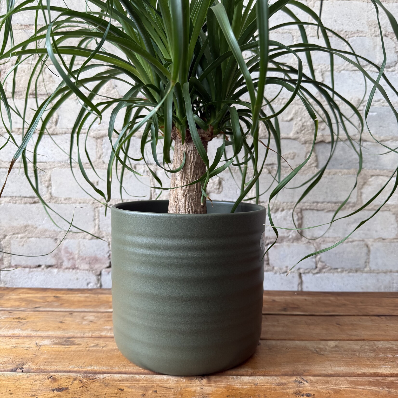 Assorted Pots Rita Pot Green (fits 7")