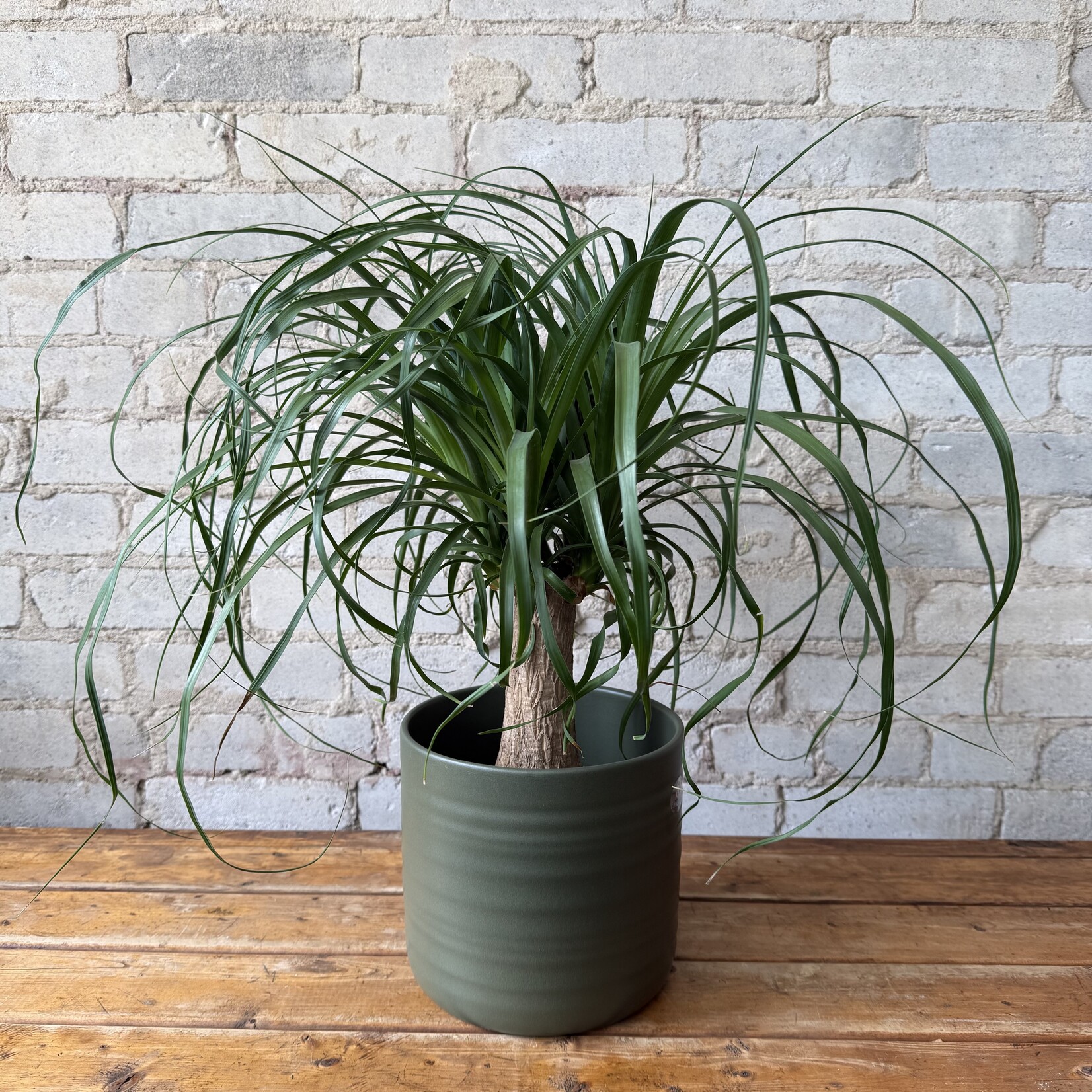Rita Pot Green (fits 7")