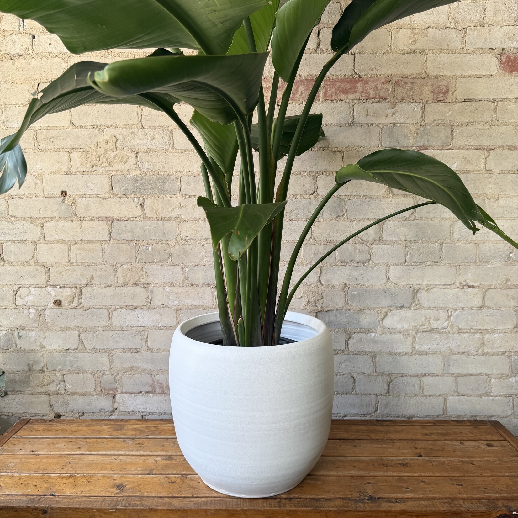 Assorted Pots Cibele Pot (fits 12")