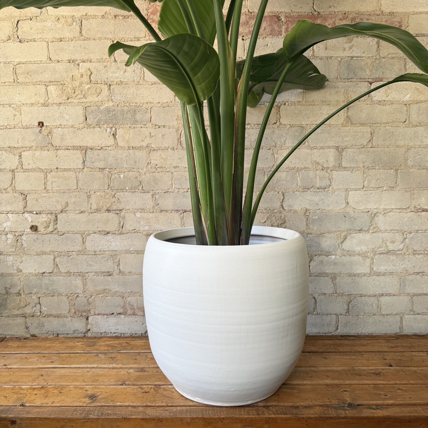 Assorted Pots Cibele Pot (fits 12")