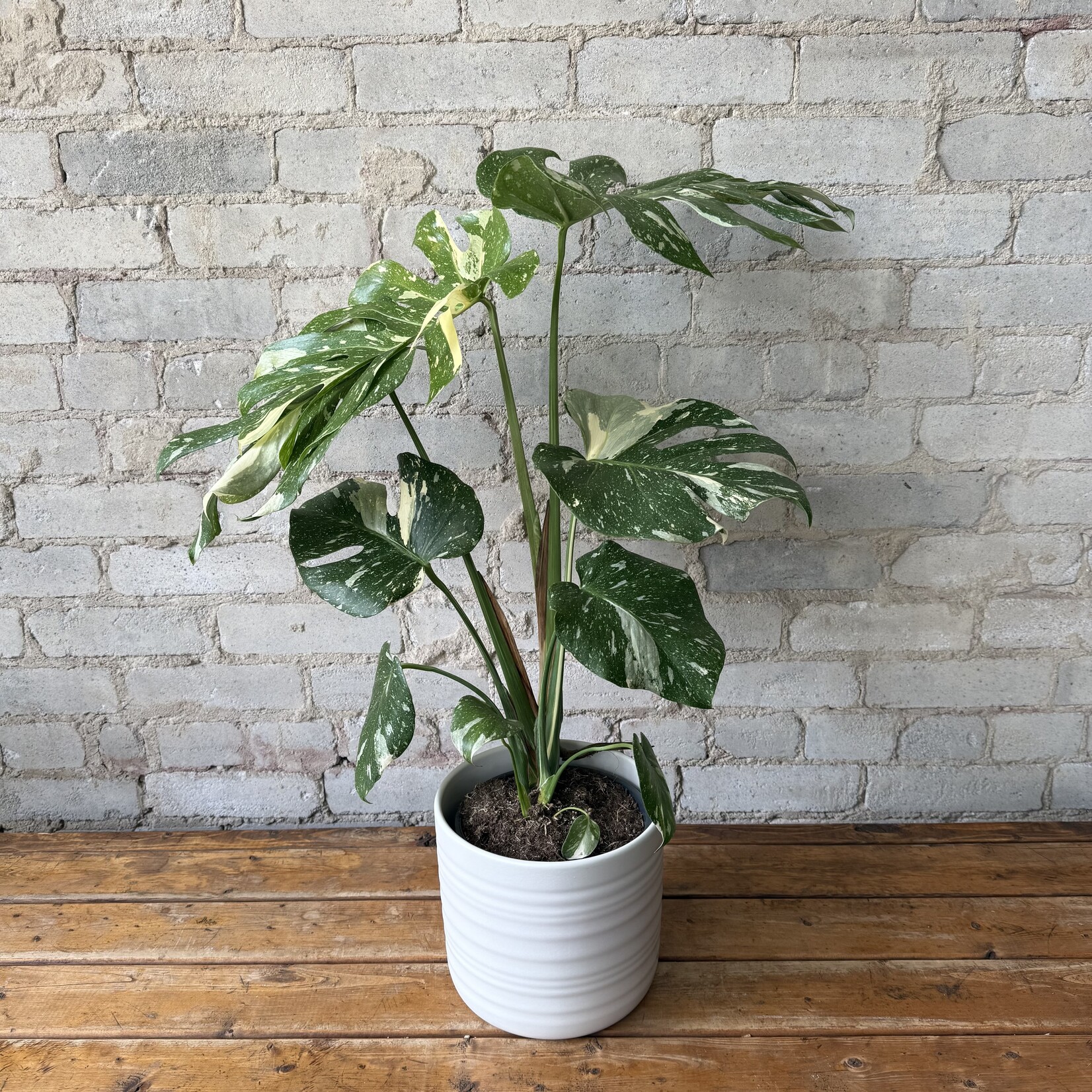 Rita Pot 'Wool' (fits 7")