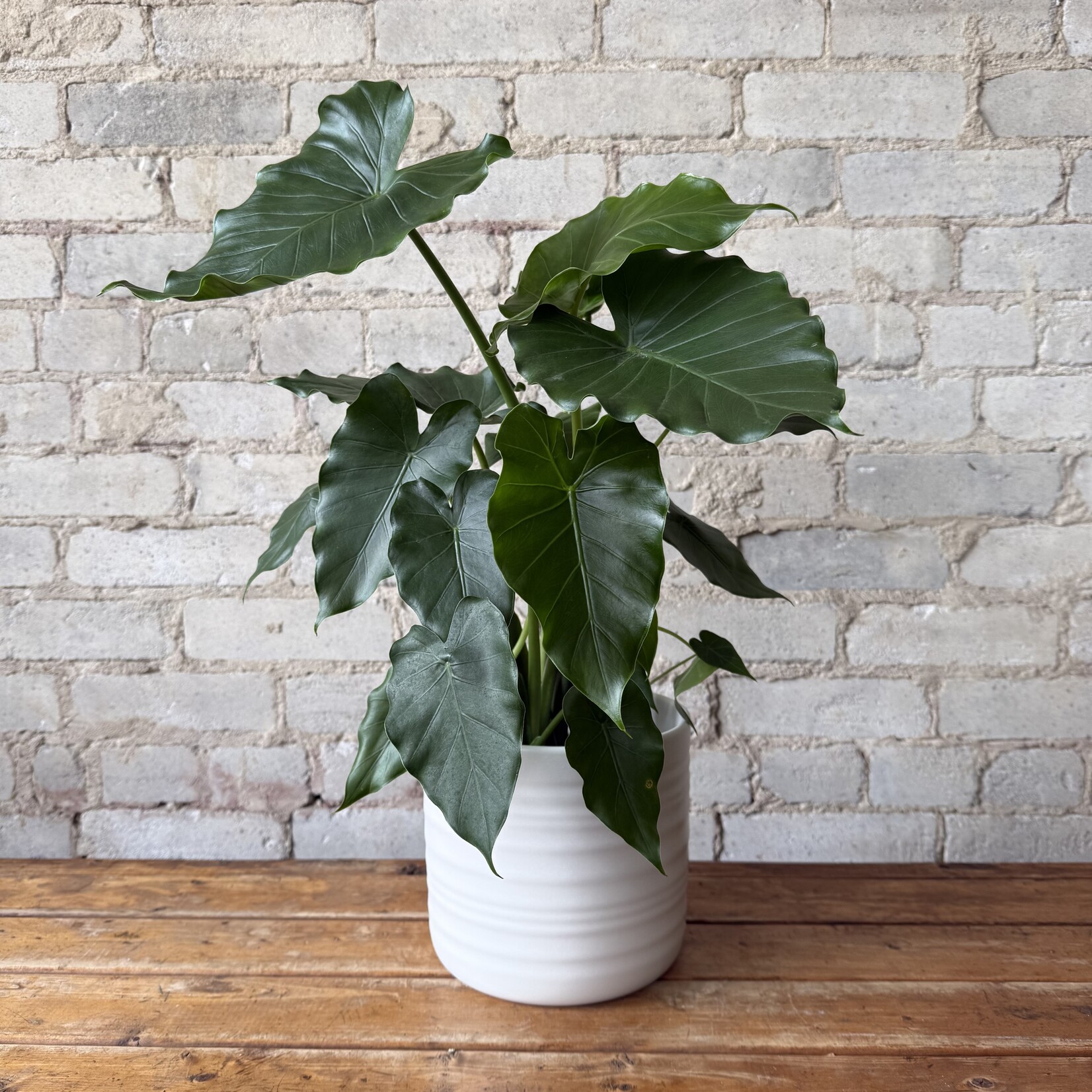 Rita Pot 'Wool' (fits 7")