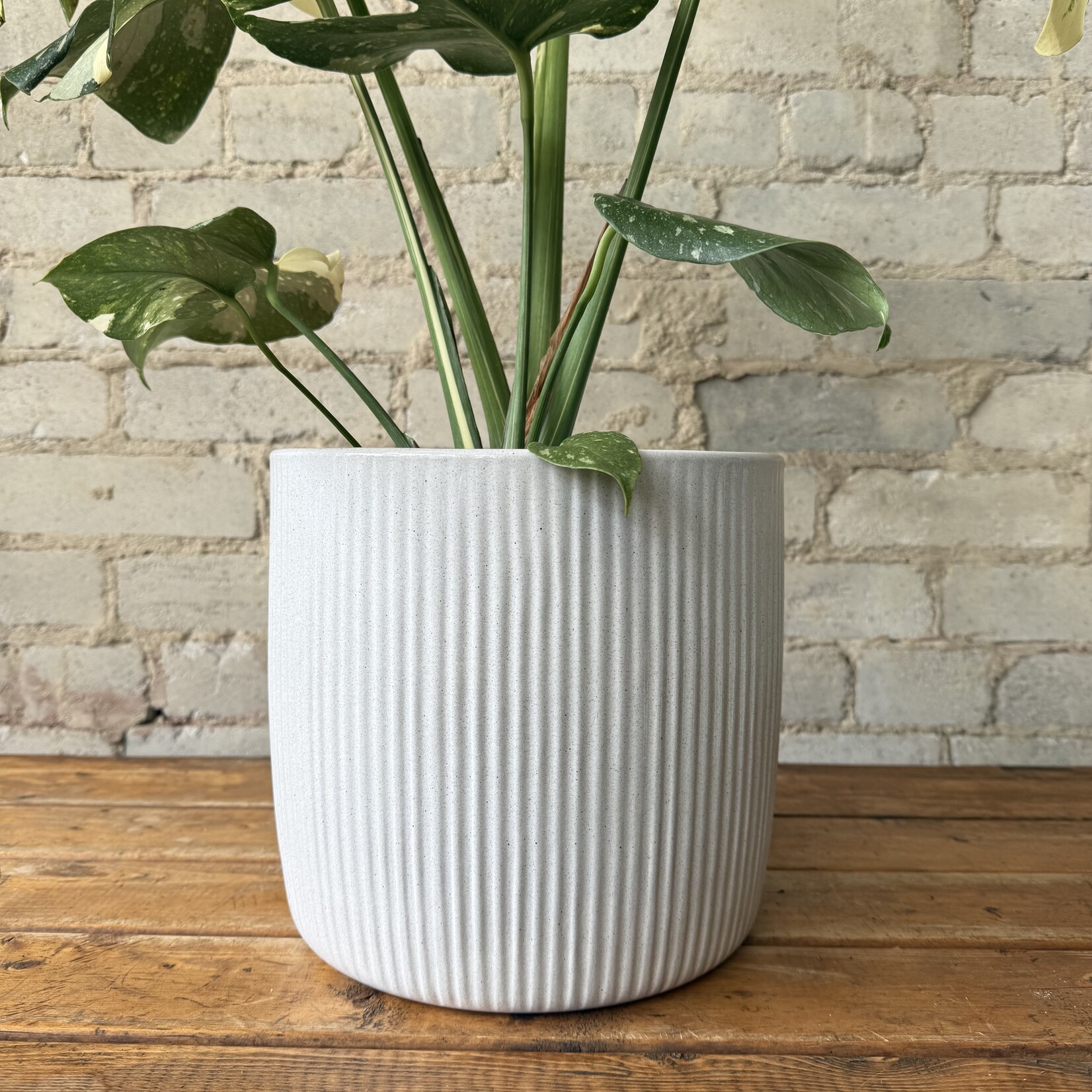 Assorted Pots Perla Pot (fits 8")