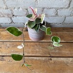 Hoya Carnosa Krimson Queen 3.5"