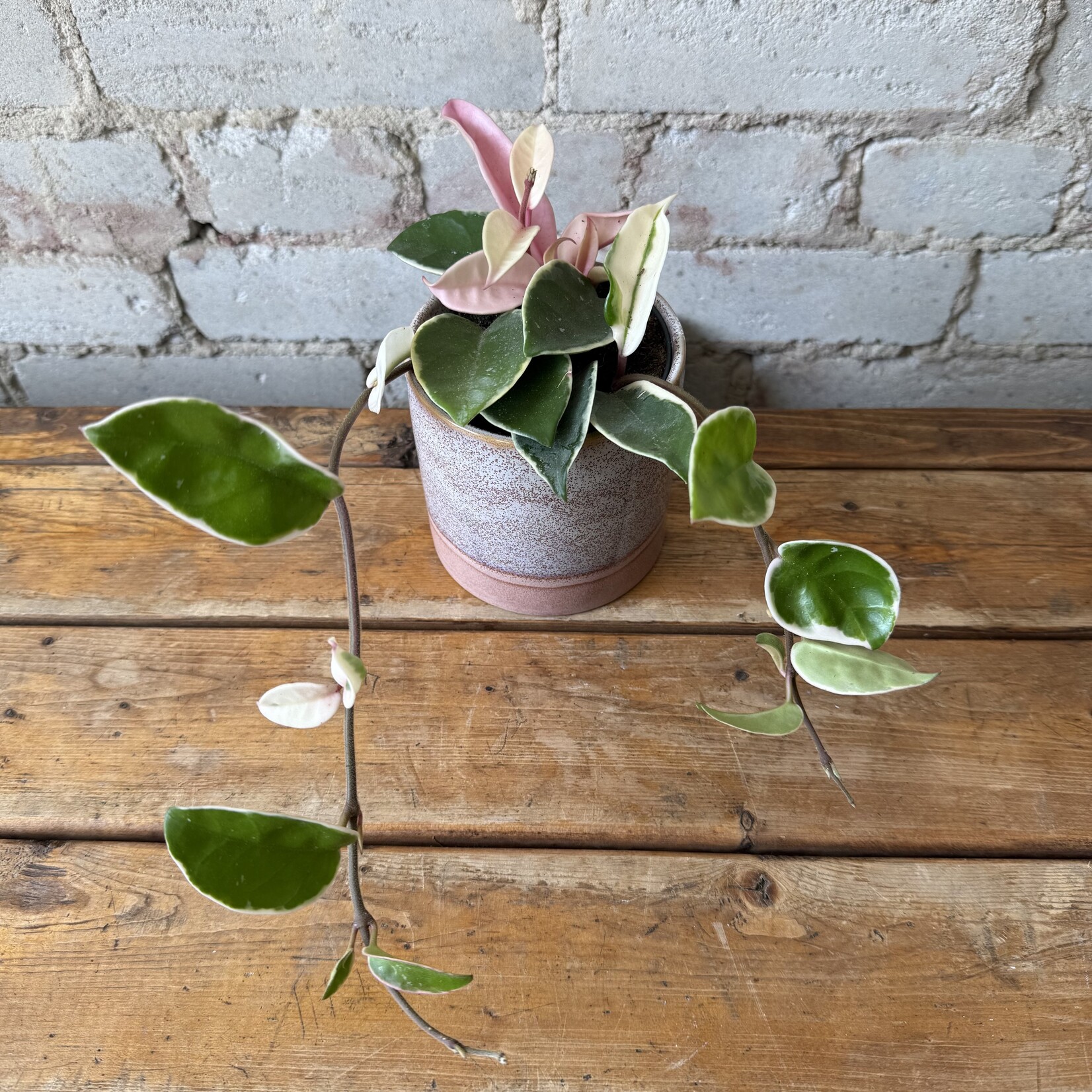 Hoya Carnosa Krimson Queen 3.5"