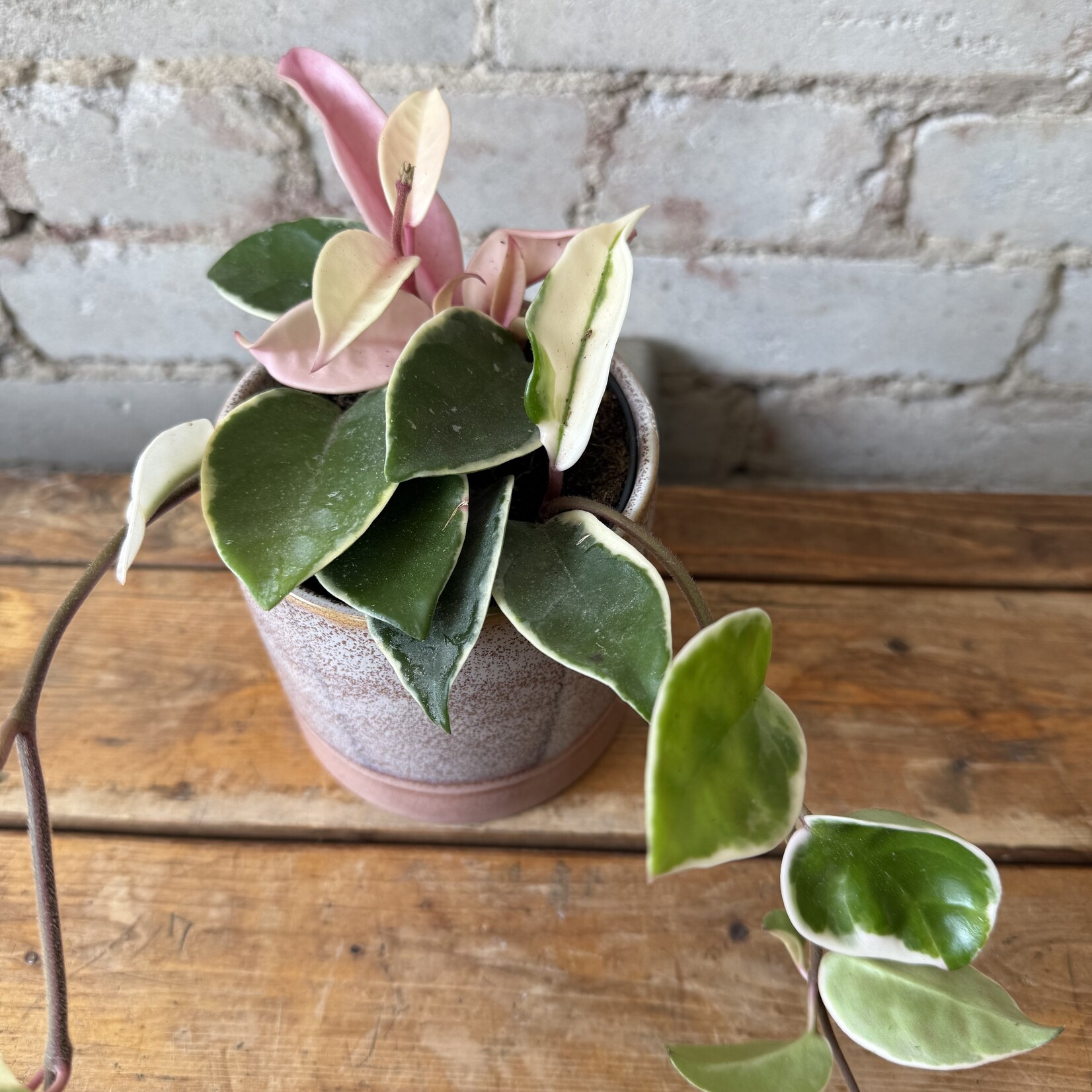 Hoya Carnosa Krimson Queen 3.5"