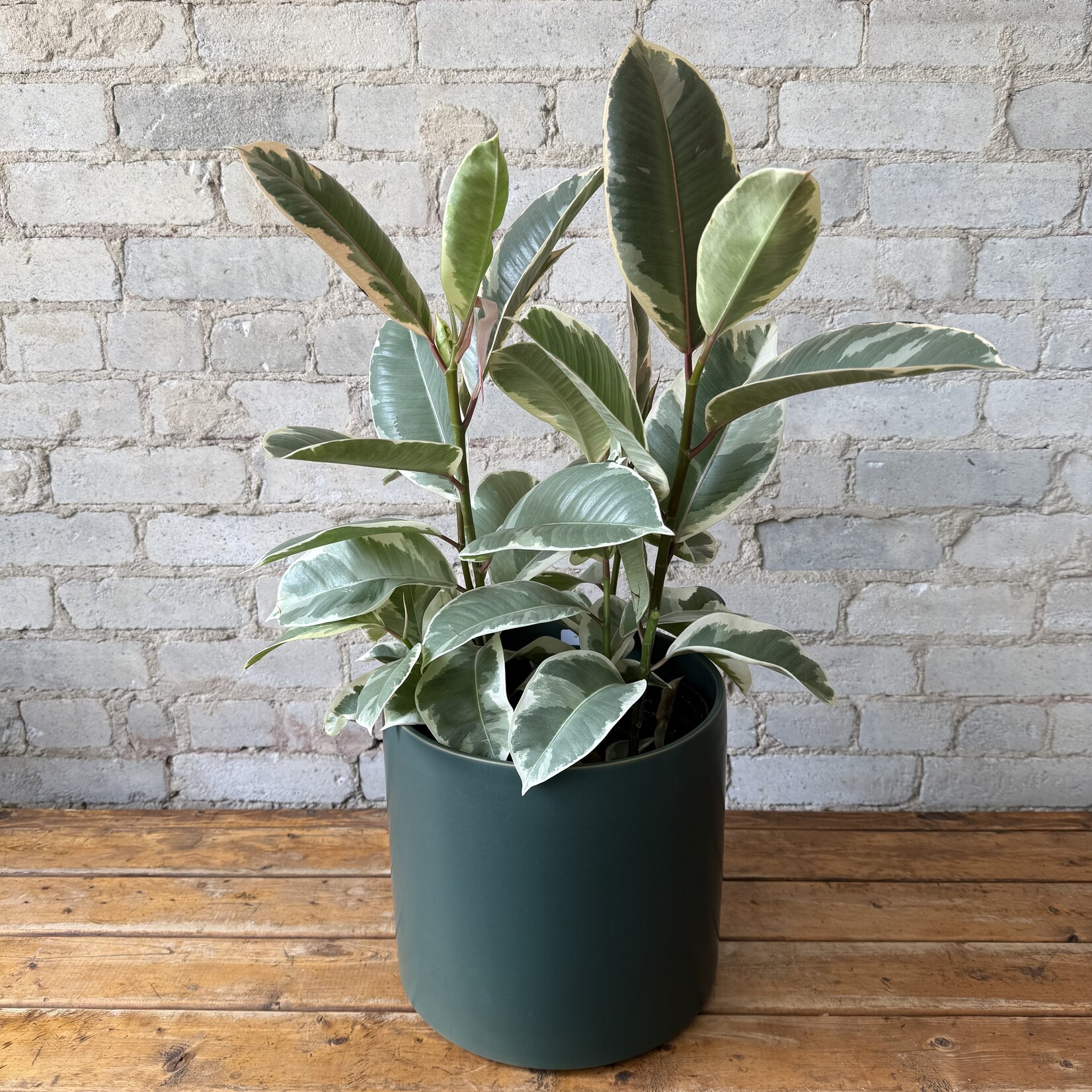 Atlas Pot (fits 8") Green