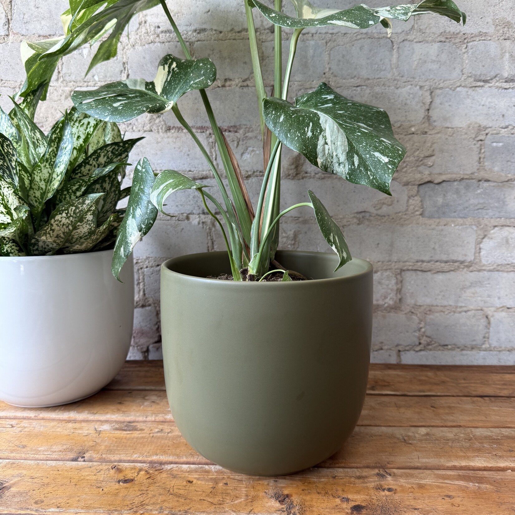 Assorted Pots Lana Pot (Fits 8") Olive