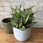 Lana Pot (fits 10") Gloss White