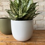 Assorted Pots Lana Pot (Fits 8") Gloss White