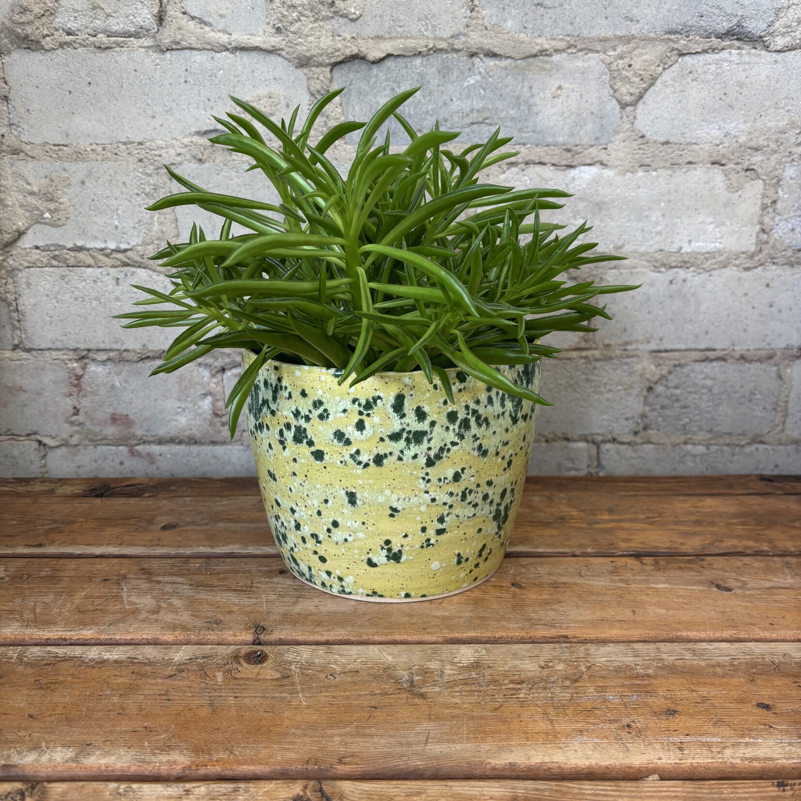 Vicky Makes Yellow Green Splatter 6"