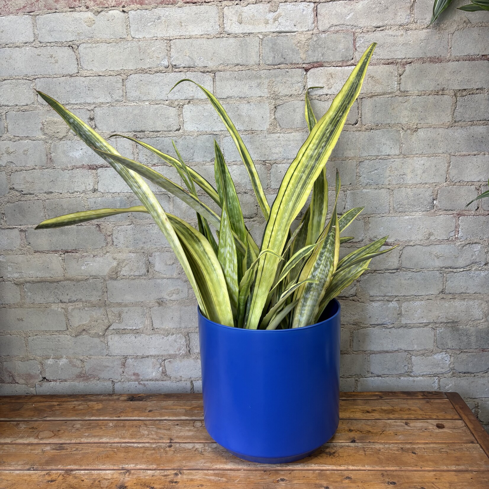 Sansevieria La Rubia 10"