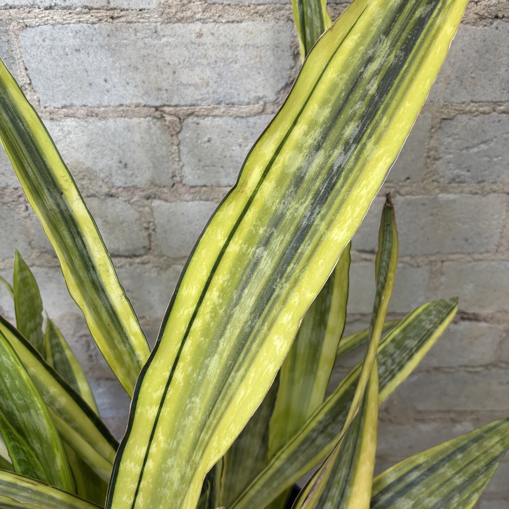 Sansevieria La Rubia 10"