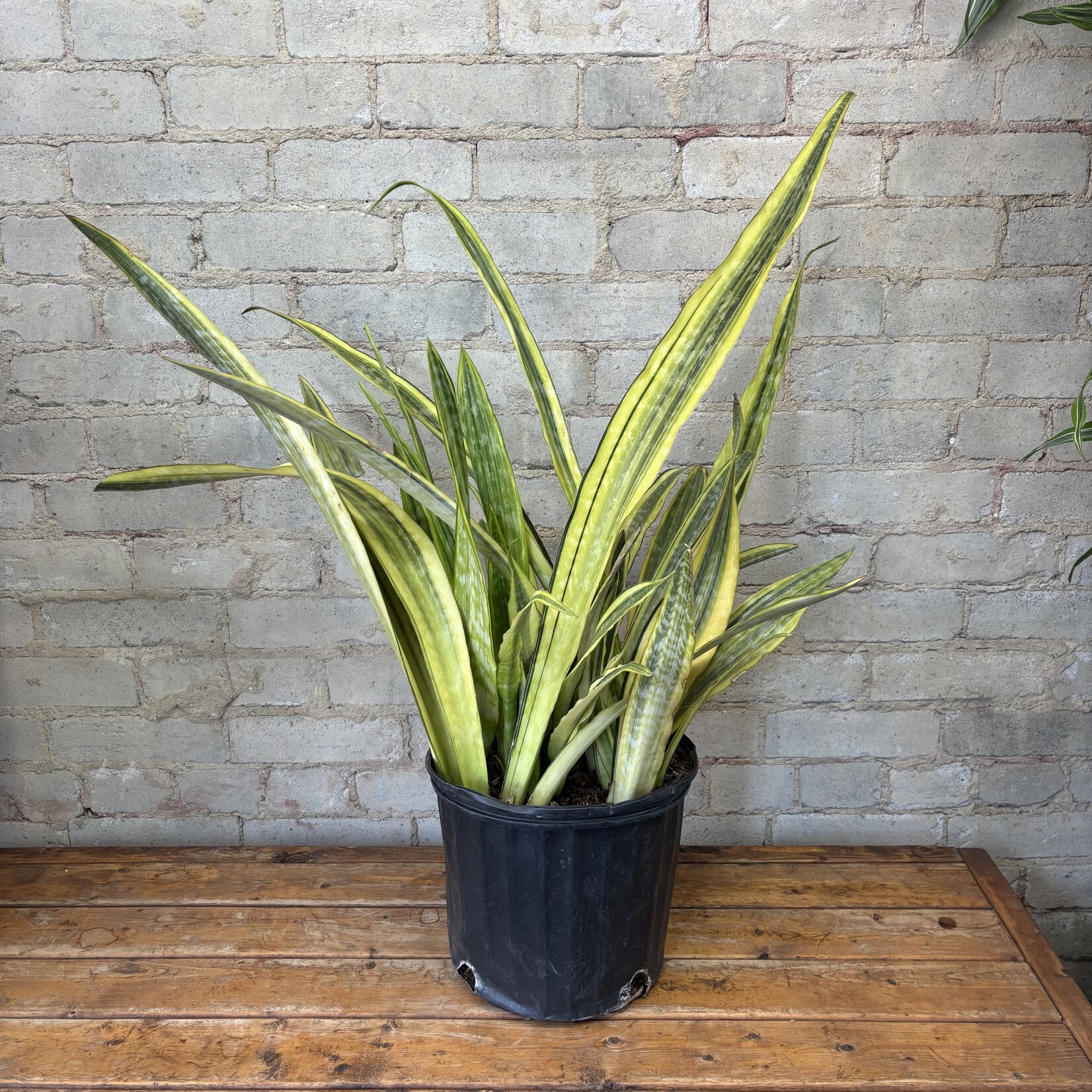 Sansevieria La Rubia 10"