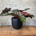 Philodendron Black Cardinal 10"