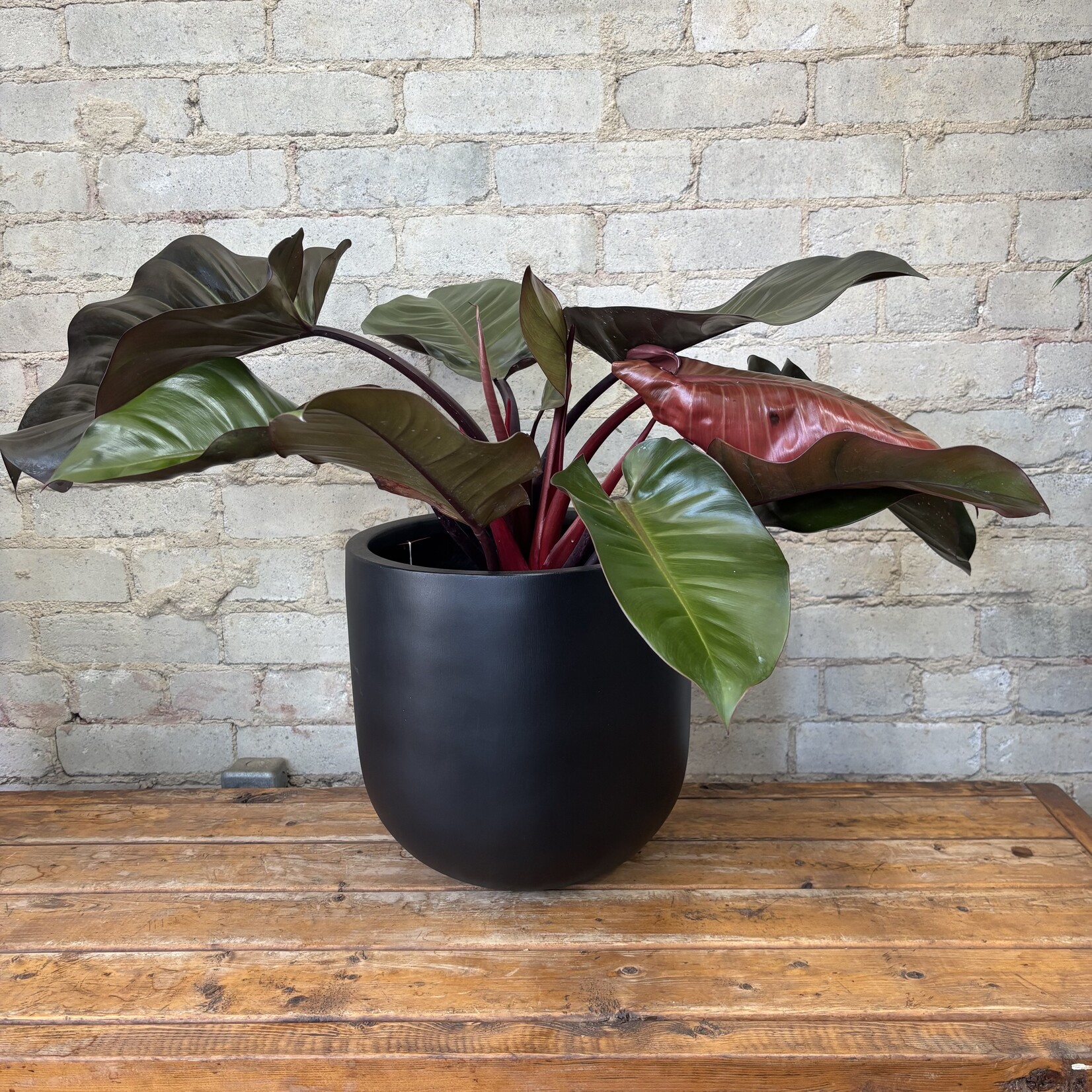 Philodendron Black Cardinal 10"