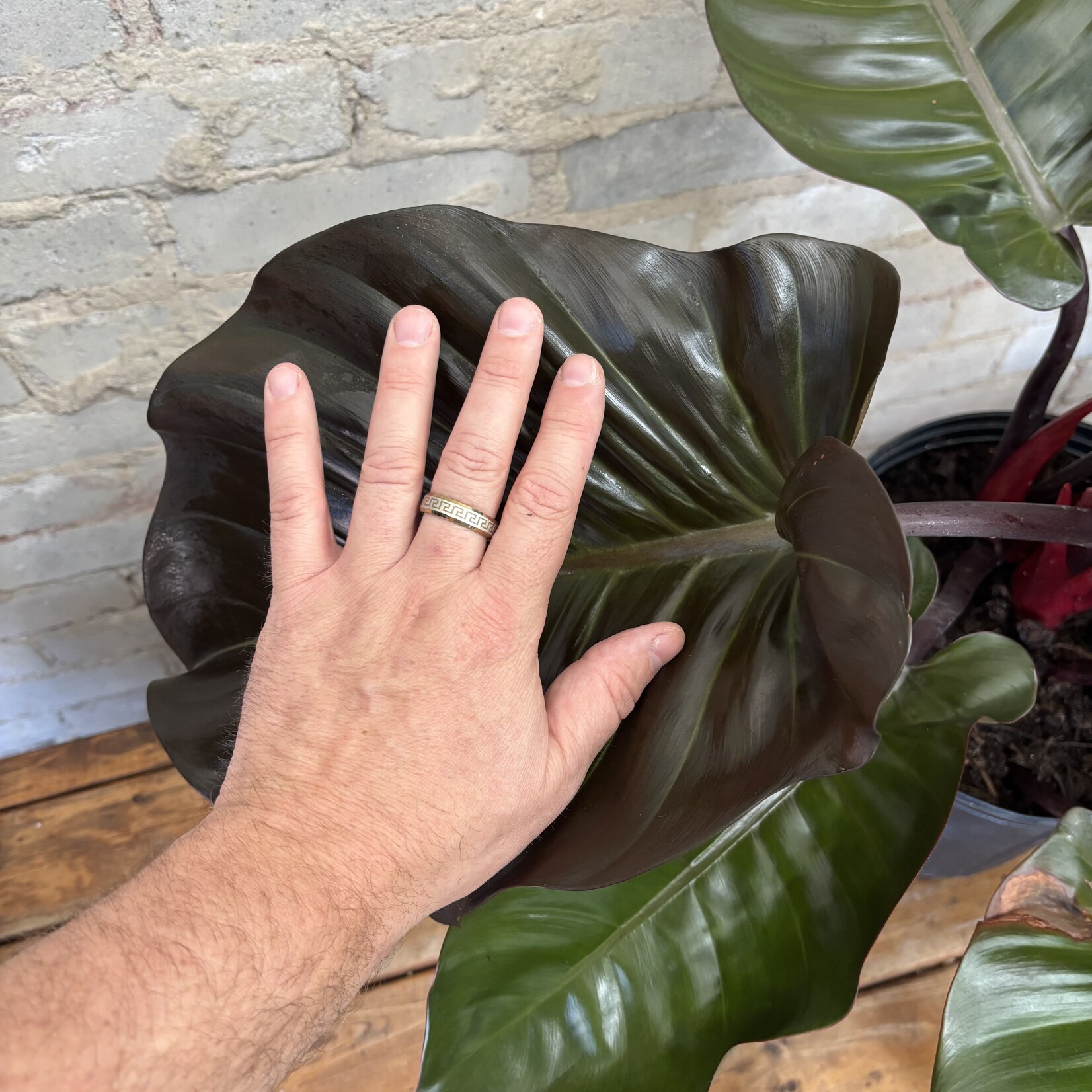 Philodendron Black Cardinal 10"