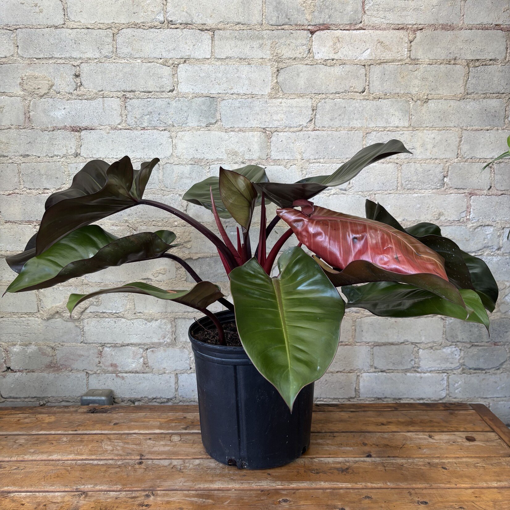Philodendron Black Cardinal 10"