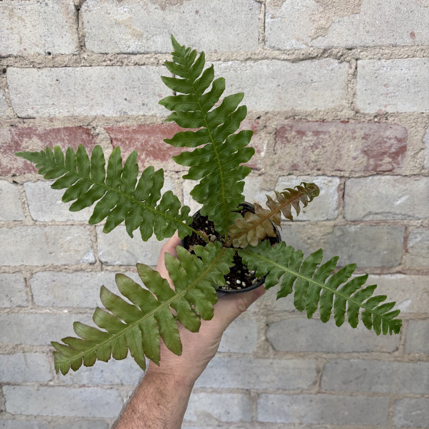 Brazilian Tree Fern 4"