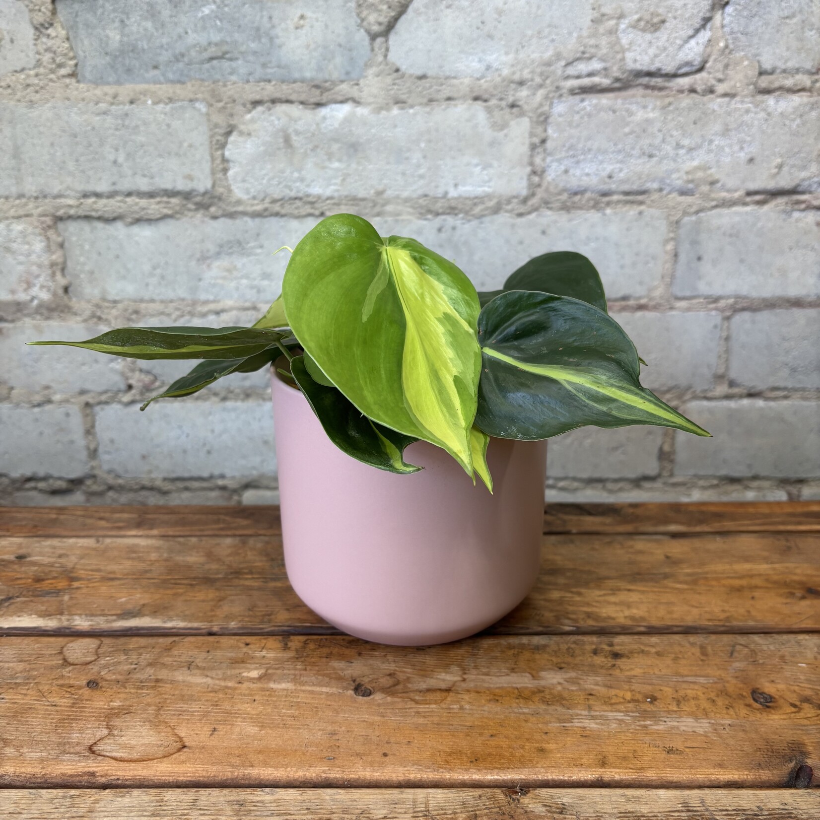 Philodendron Brazil 4"