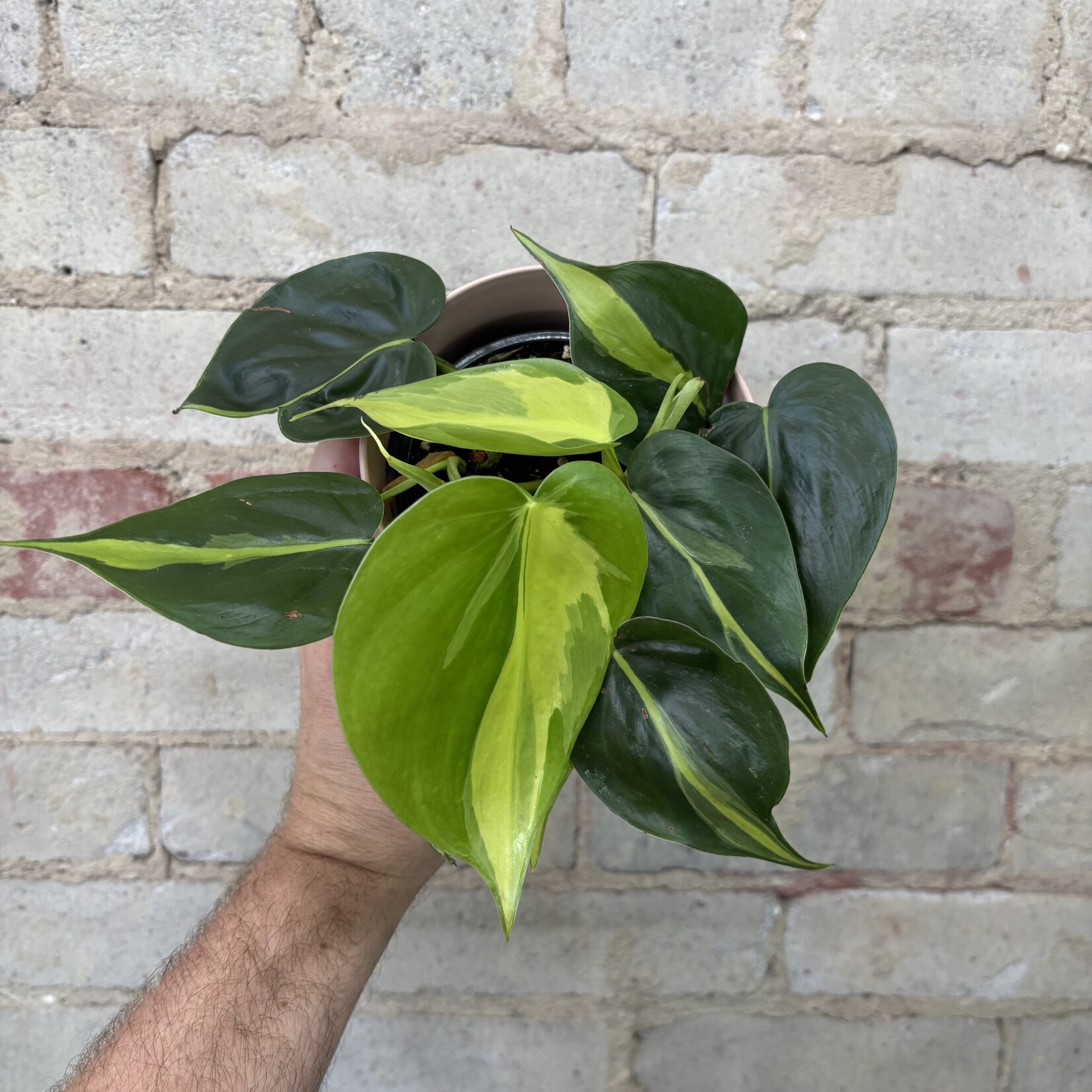 Philodendron Brazil 4"