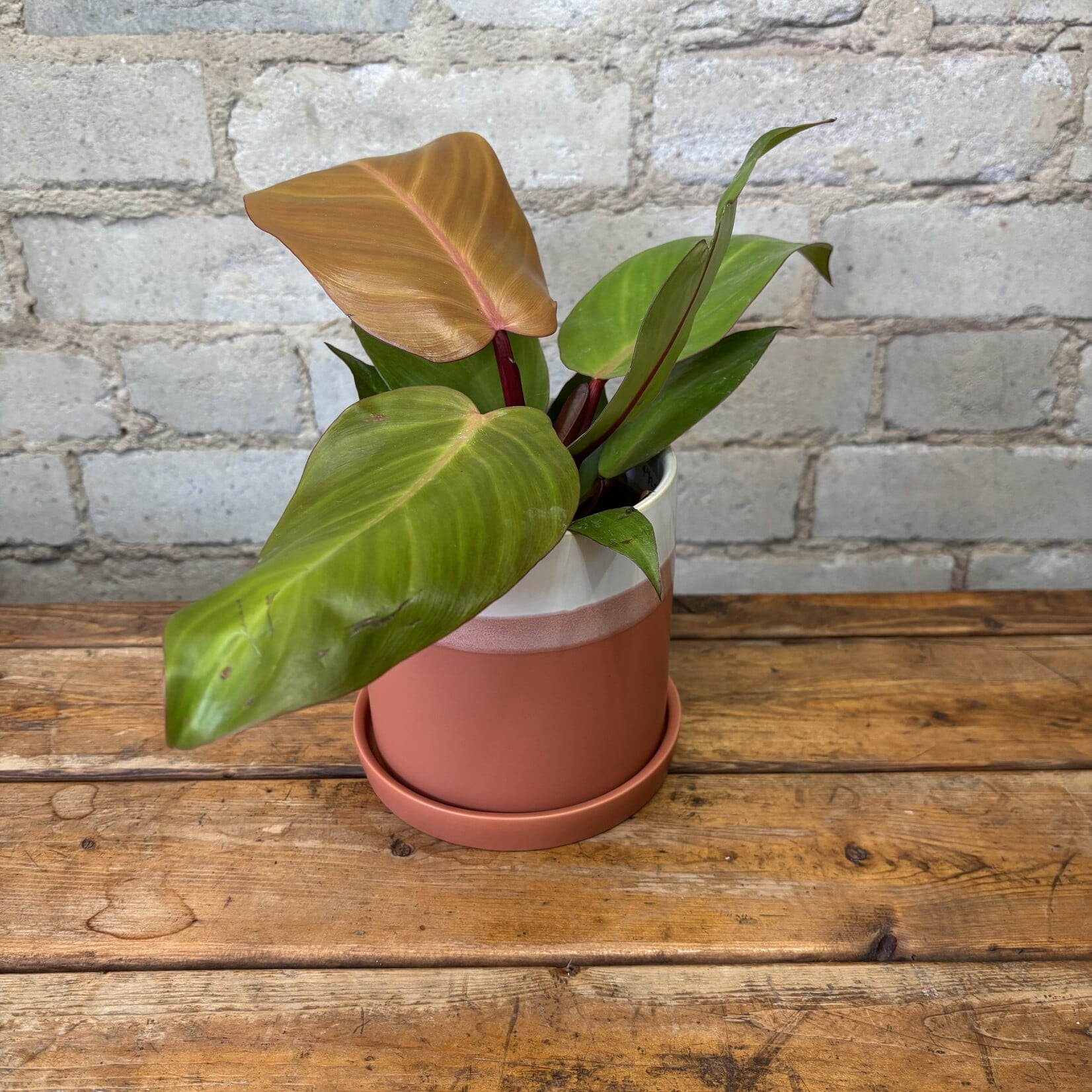 Philodendron Sun Red 4”