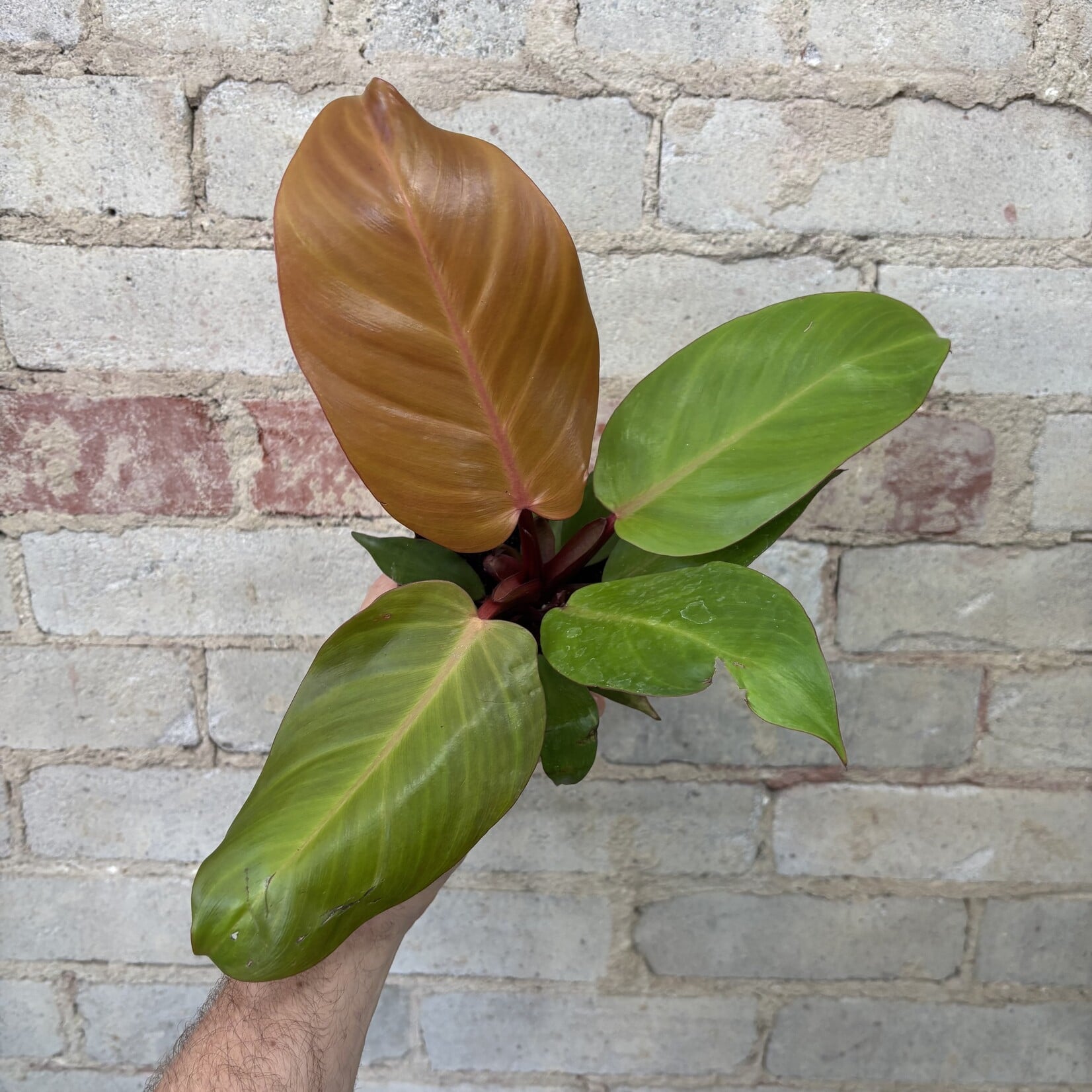 Philodendron Sun Red 4”
