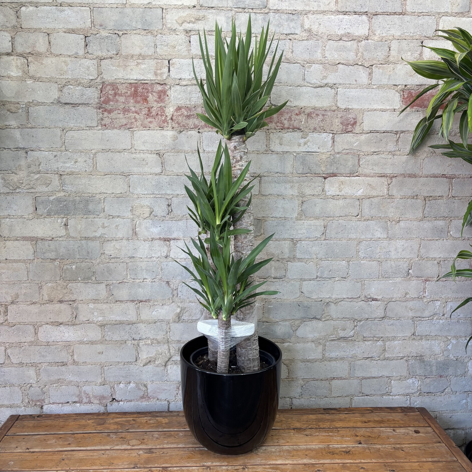 Dracaena Yucca TALL 10"