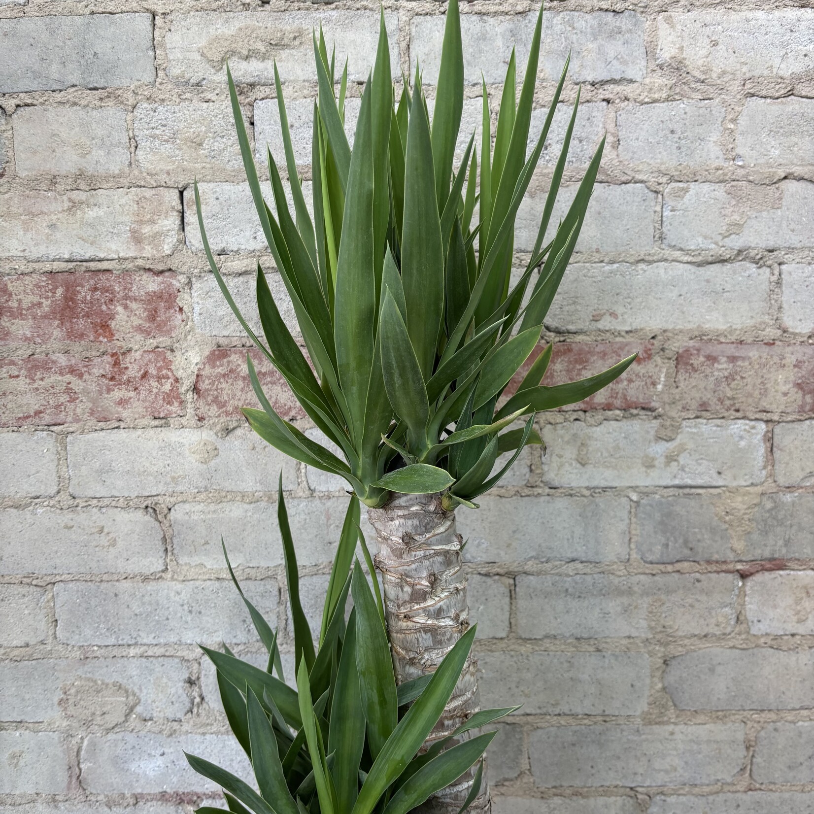 Dracaena Yucca TALL 10"