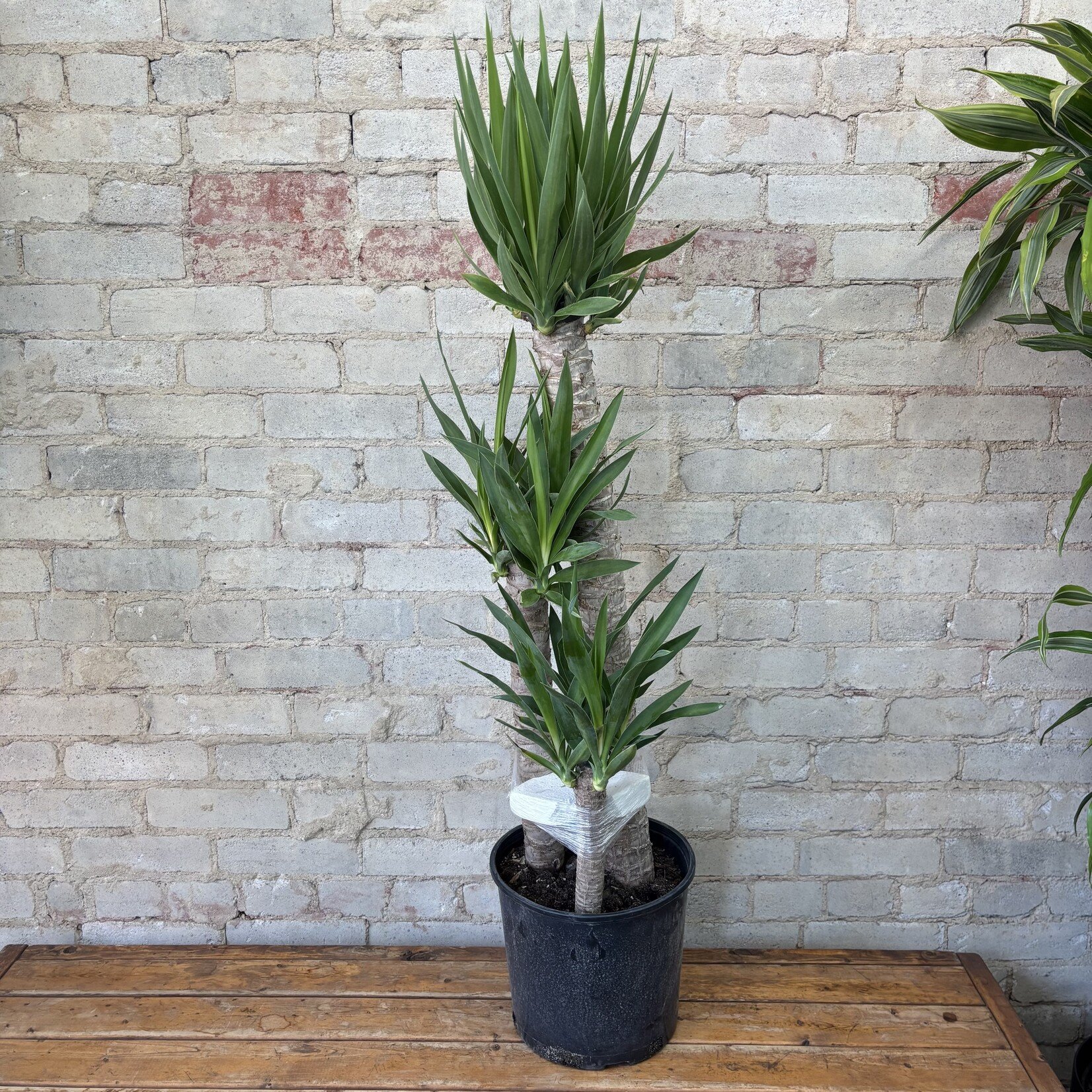 Dracaena Yucca TALL 10"