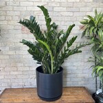 ZZ Plant 14"