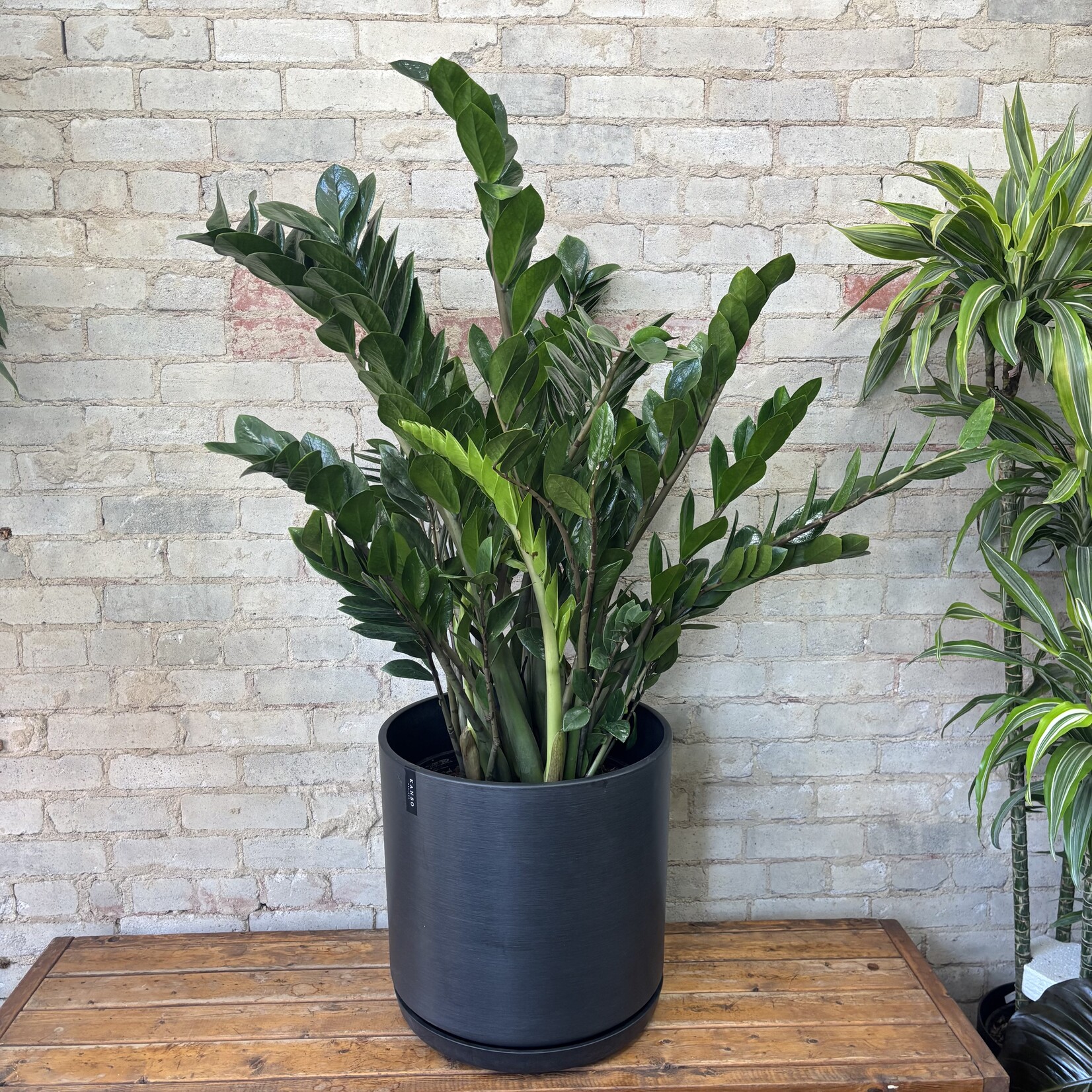 ZZ Plant 14"
