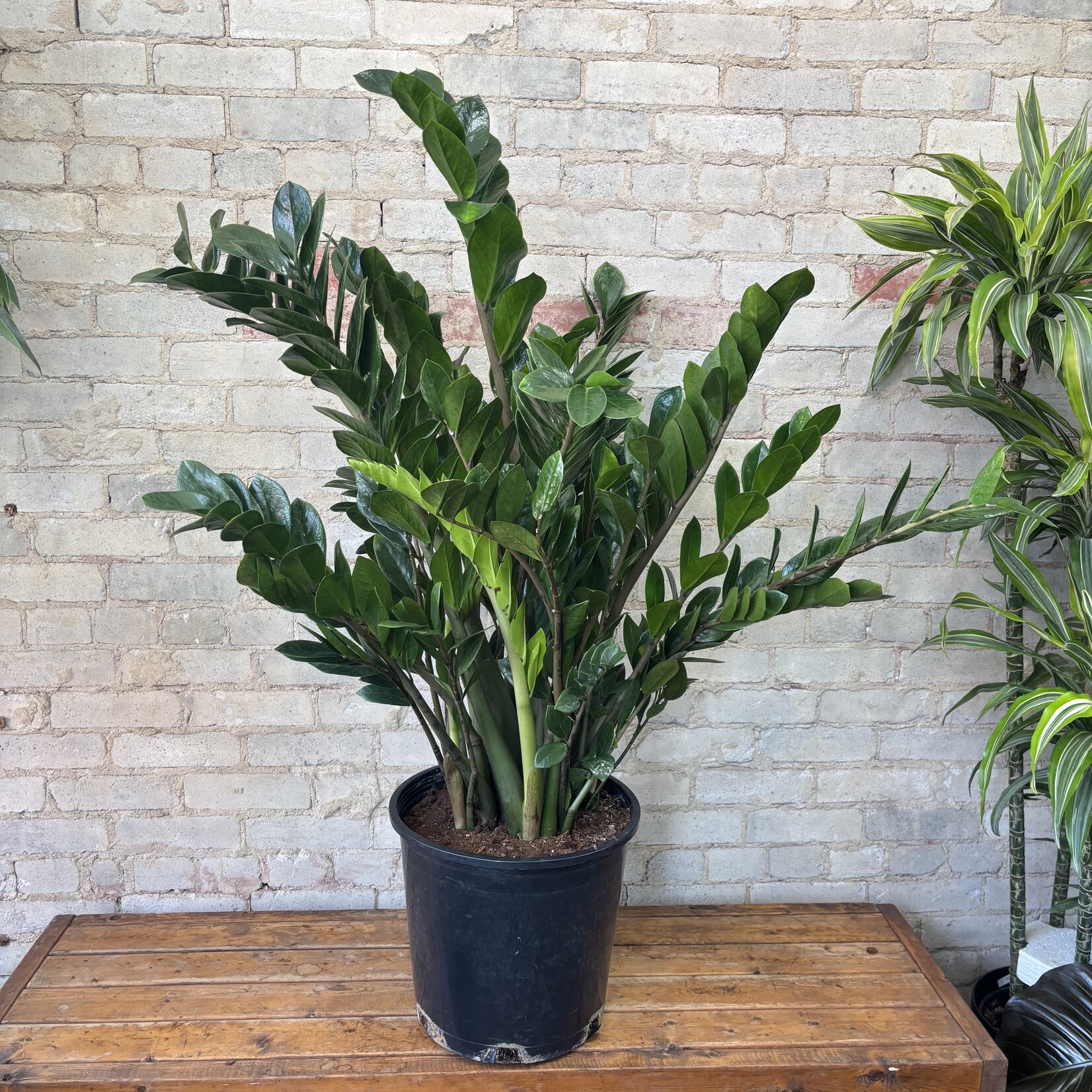 ZZ Plant 14"