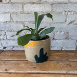 Staghorn Fern 4"