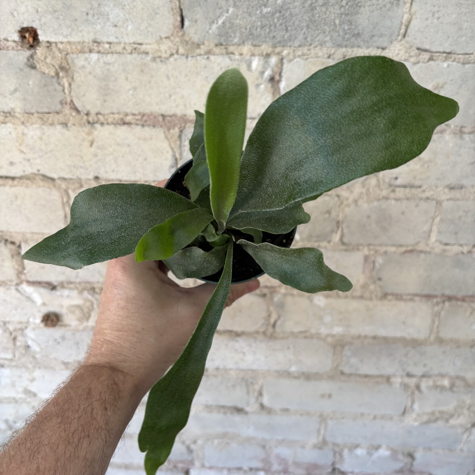 Staghorn Fern 4"
