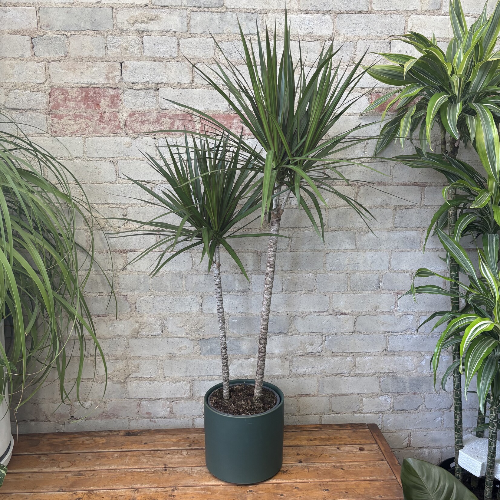 Dracaena Marginata 8"