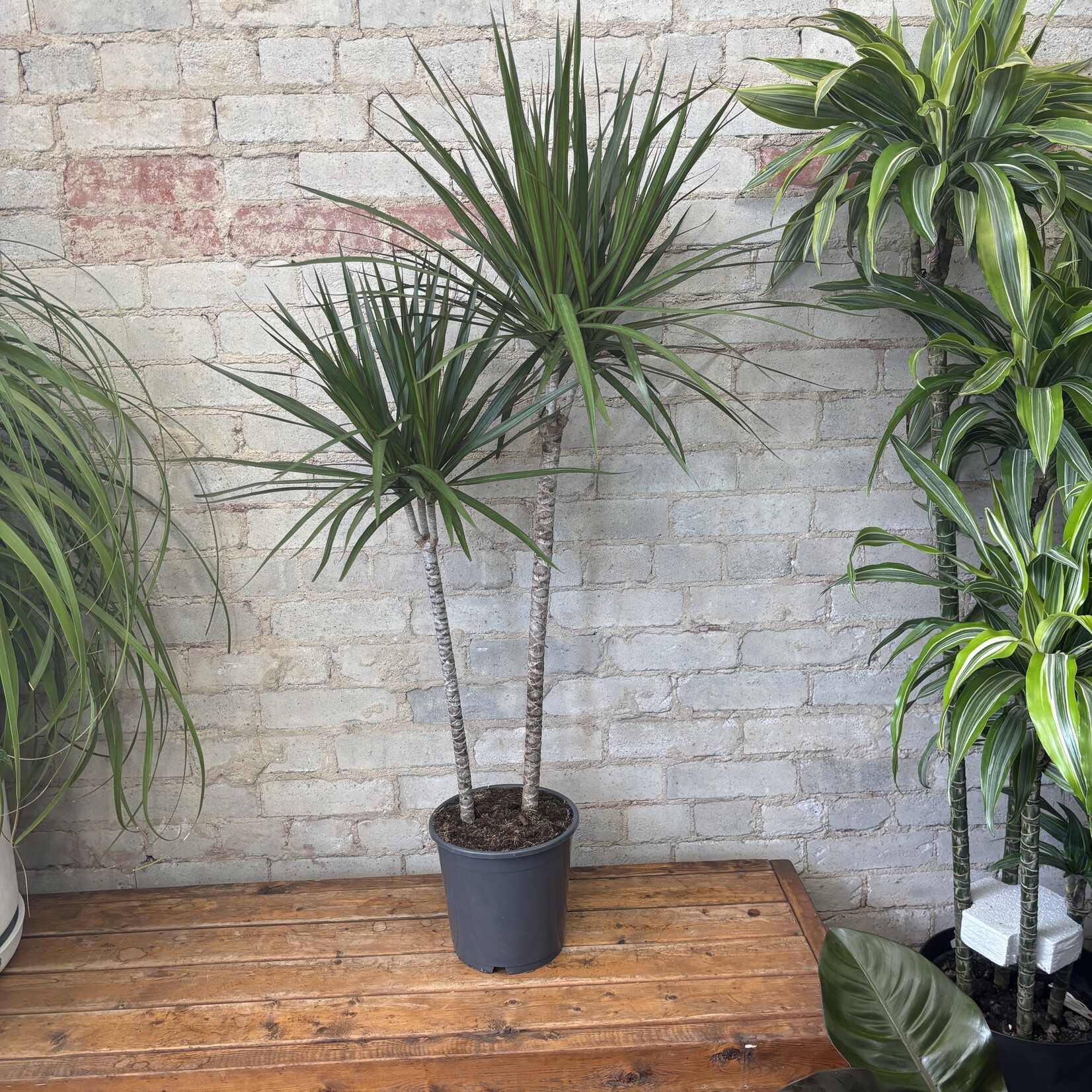 Dracaena Marginata 8"