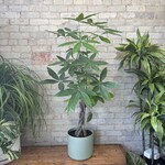 Pachira Aquatica - Money Tree 10"