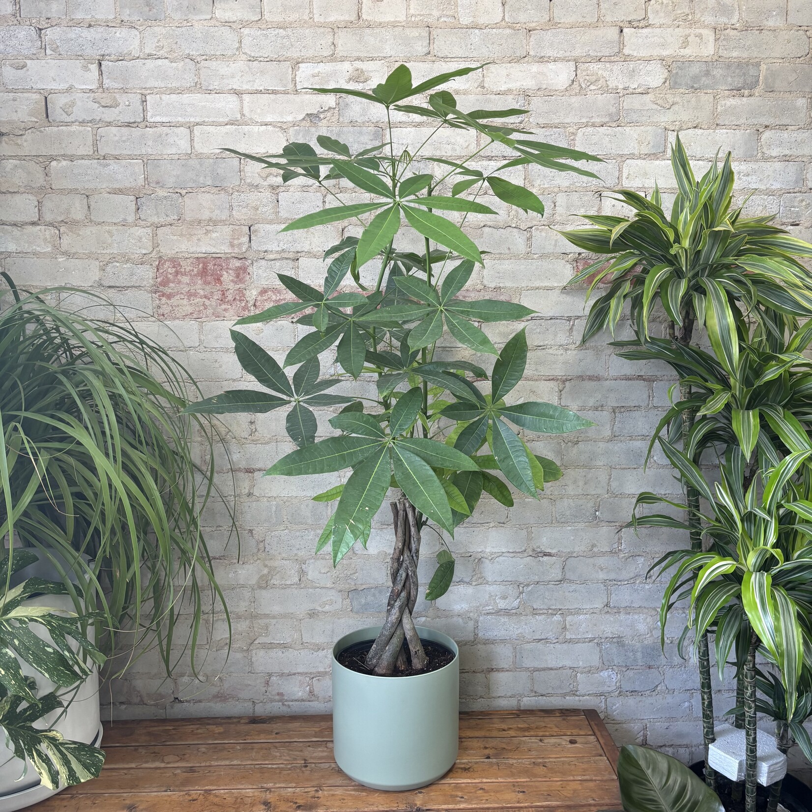 Pachira Aquatica - Money Tree 10"