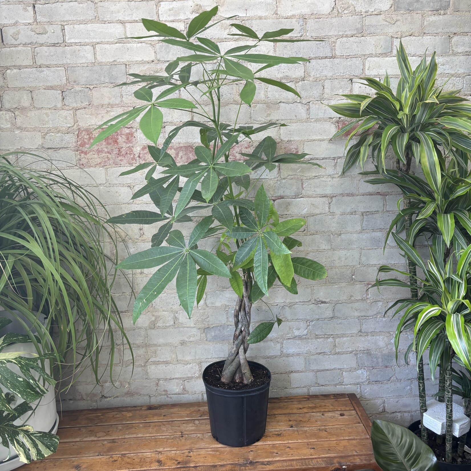 Pachira Aquatica - Money Tree 10"