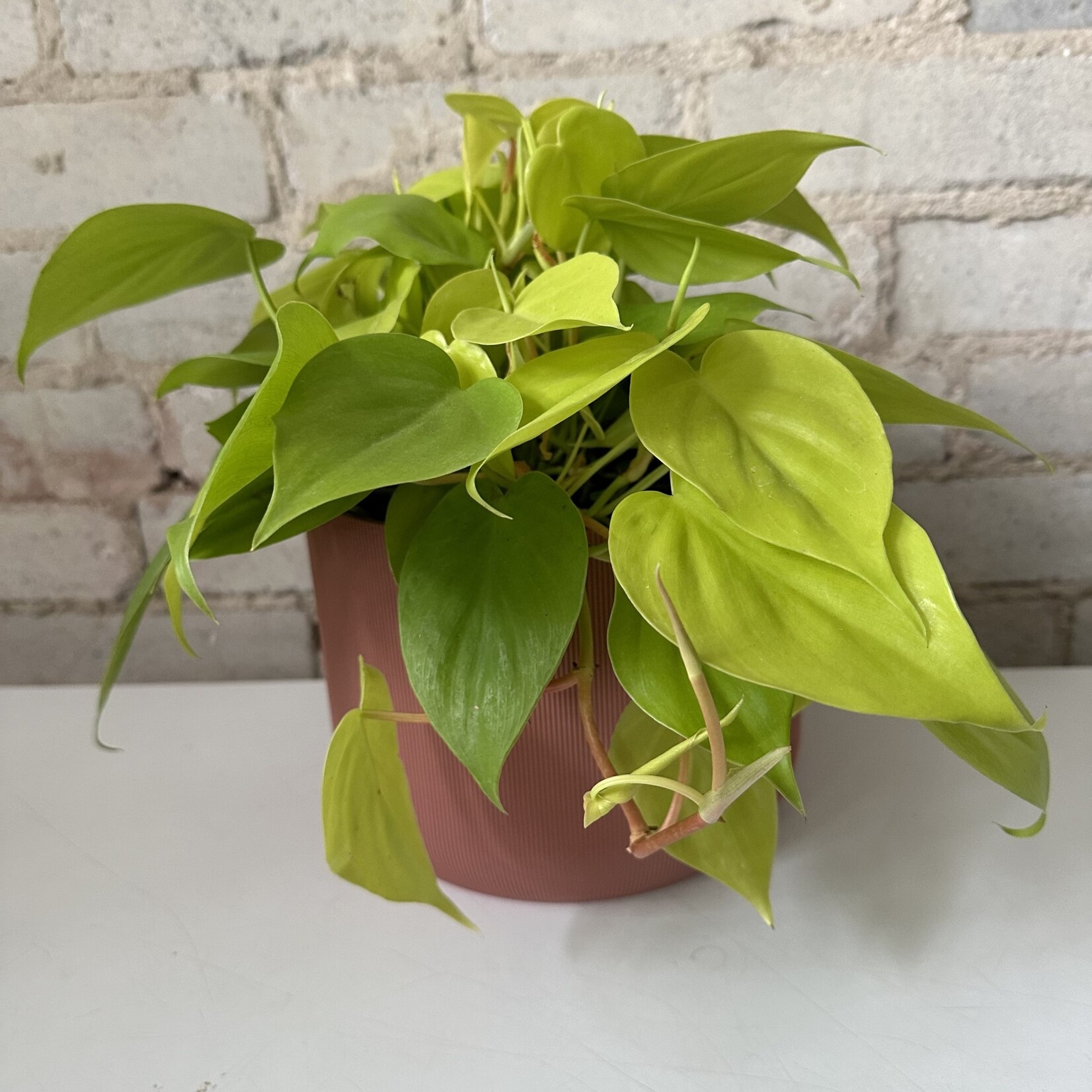 Conifer 3D - Redwood - Fits 8" HB Rose