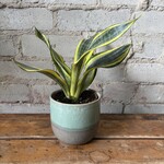 Sansevieria Trifasciata High-Colour 4"