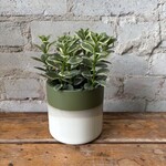 Goldfish Variegated 4"