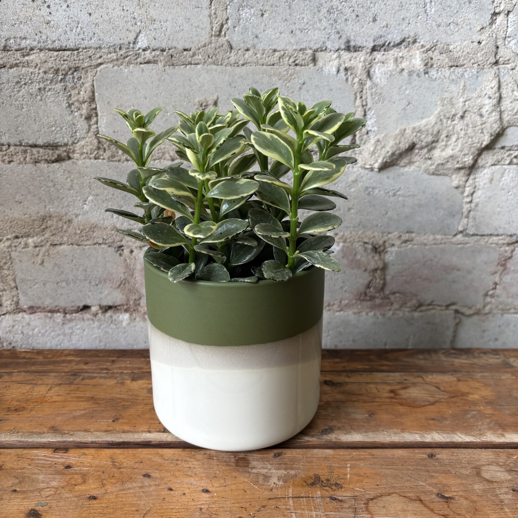 Goldfish Variegated 4"